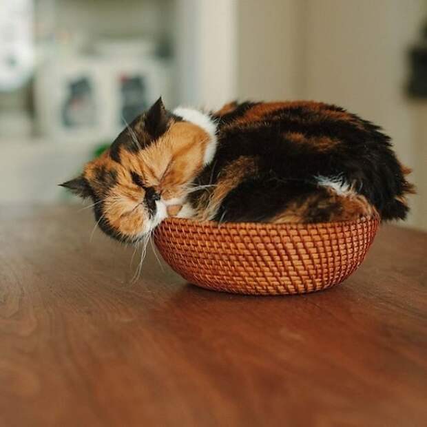 50 очаровательных спящих котят