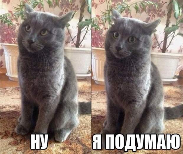 Смешные картинки с надписями прикол, юмор
