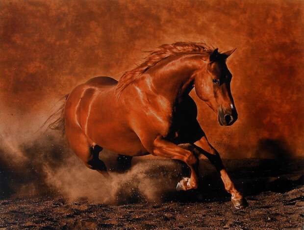 Красивые фотографии лошадей