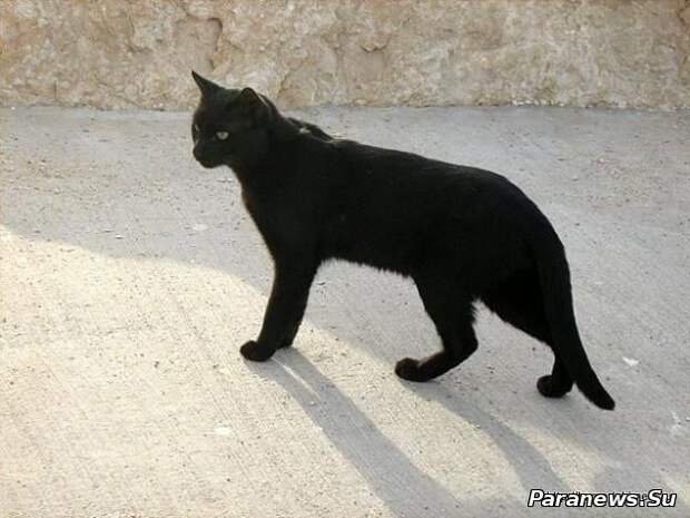 Черная кошка — к беде или к счастью? - Paranews.Su