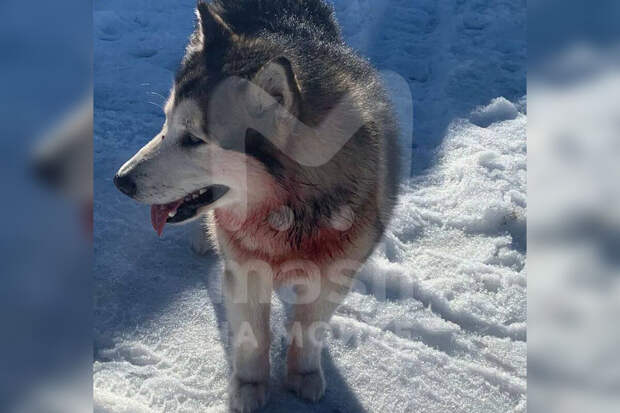 Mash: в Ленобласти собака напала на женщину и откусила ей палец