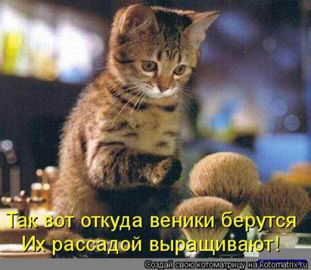 Новая котоматрица для хорошего настроения (28 фото)
