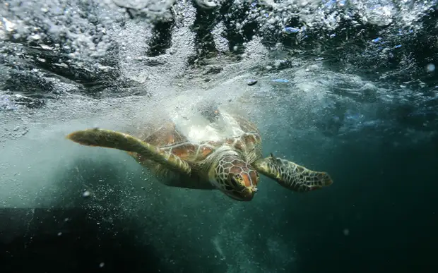 Зеленая морская черепаха в зоопарке Таронга, Сидней. животные, жизнь, позитив, эмоции