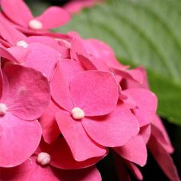 Гортензия крупнолистная (Hydrangea macrophylla)
