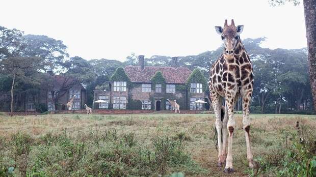 Завтрак с жирафами в необычном отеле Giraffe Manor, Кения. Фото