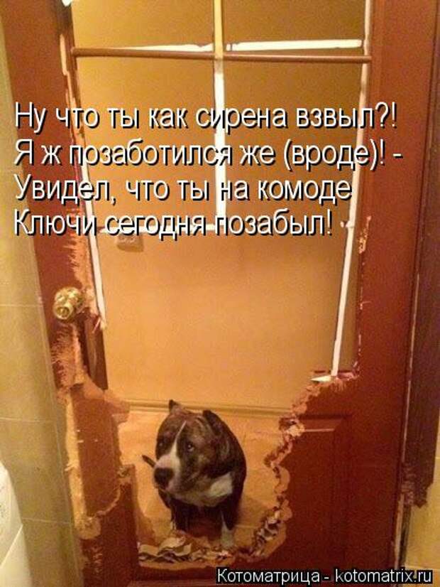 Котоматрица: Ну что ты как сирена взвыл?! Я ж позаботился же (вроде)! - Увидел, что ты на комоде Ключи сегодня позабыл!