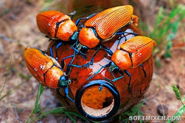 julodimorpha-bakewelli-ll-669-c-jiri-lochman-t