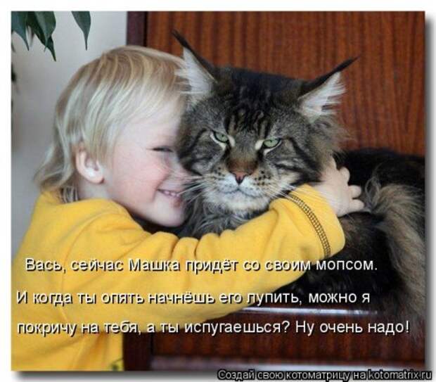 Новая котоматрица (38 фото)