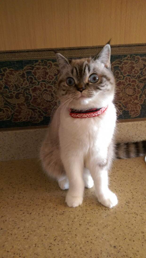 Смешные и забавные кошки