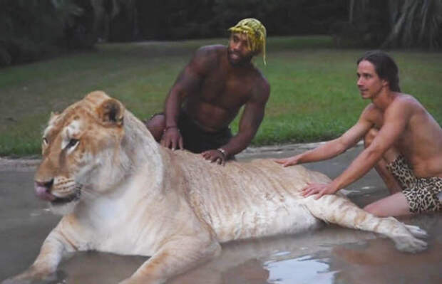Из гибрита тигра и льва получилась огромная кошка