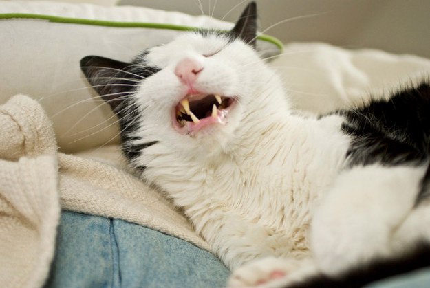коты в похмелье 
