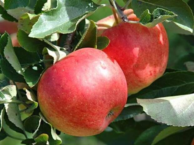 В Минске на территории 35-й городской поликлиники растет необычная яблоня, которая плодоносит круглый год (ВИДЕО)
