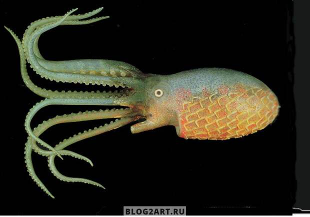 BlaschkaOctopus