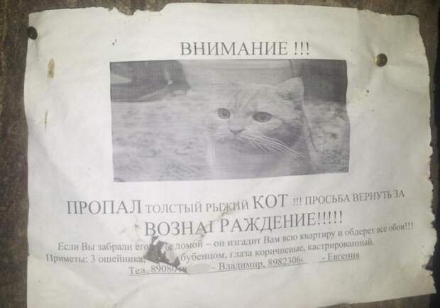 Забавные объявления о пропаже домашних животных (25 фото) 