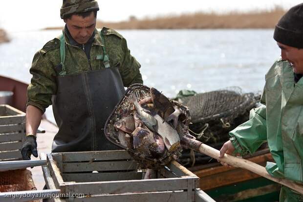 Как ловят рыбу в Астрахани (27)