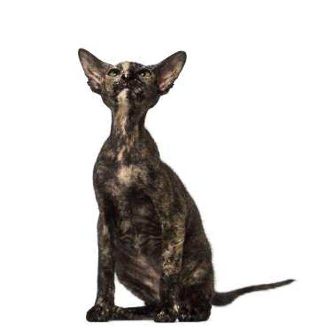 Peterbald kitten sitting and looking up