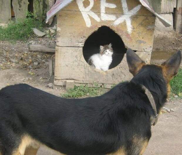 Классные и прикольные картинки (45 шт)