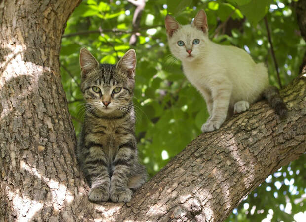 NewPix.ru - Отношения человека и кошки. Красивые фотографии кошек