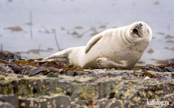 Comedy Wildlife Photography Awards 2015 (40 фото)