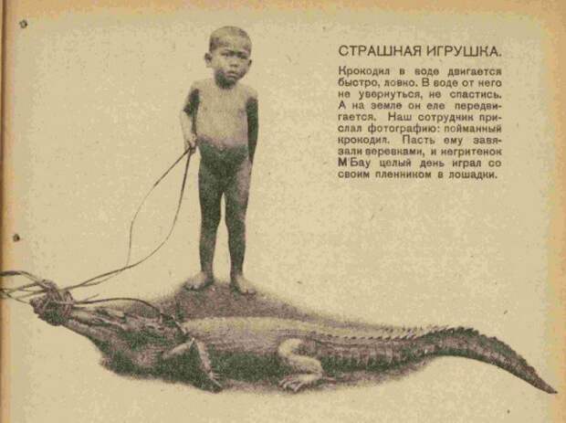 Журнал “Чиж” рассказывает о том, что негритёнок М'Бау играл с крокодилом в лошадки, 1930 год. история, люди, мир, фото