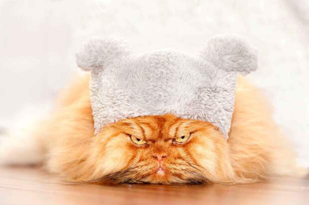 10 животных, которые популярнее, чем звёзды шоу-бизнеса животные, звёзды, интернет, коты, юмор