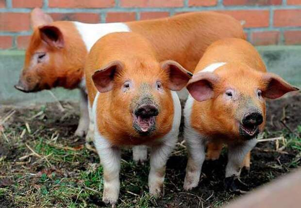Датская протестная свинья