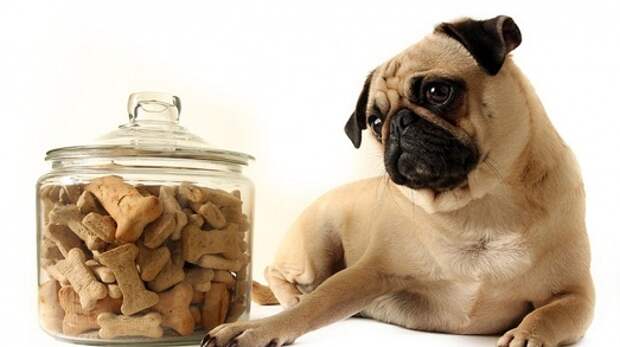 Любит вкусняшки Любит вкусняшки