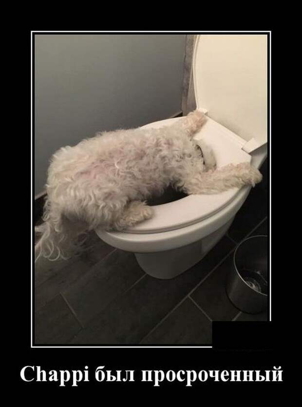 demotivatory-demotivator-smeshnye-demotivatory-demotivator-so-smyslom