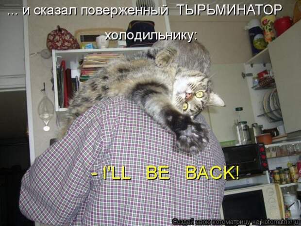 Лучшие котоматрицы недели