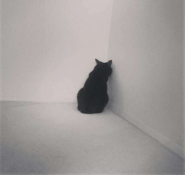 Кота может обидеть каждый... Кота может обидеть каждый... месть, обида, прикол, юмор