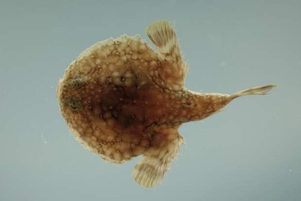 Морской нетопырь (лат. Ogcocephalidae) (англ. Batfish)