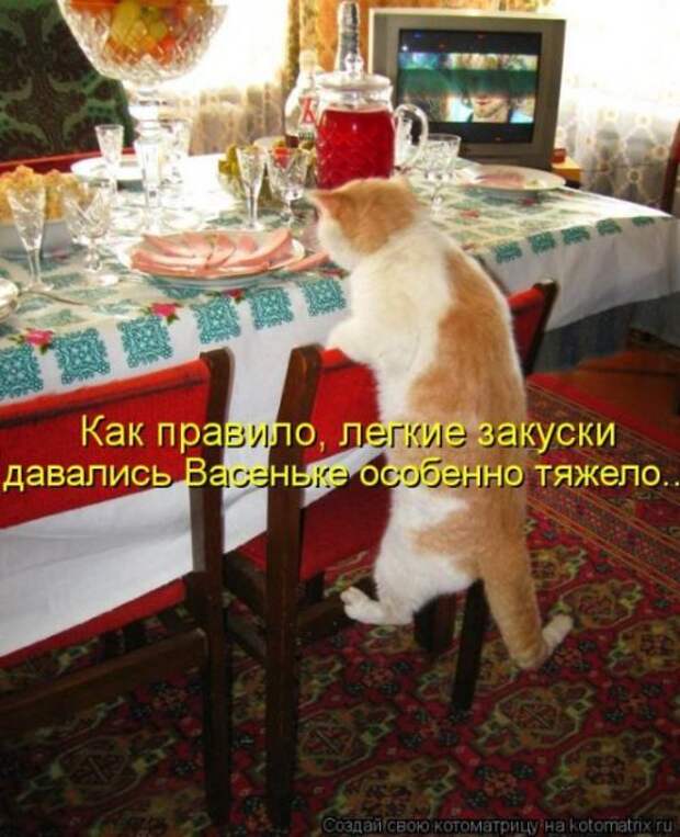Новые юморные котоматрицы (27 шт) Новые юморные котоматрицы (27 шт)
