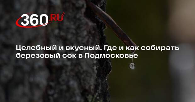 Биолог Сафонов: для сбора сока подойдут березы с диаметром ствола не менее 20 см
