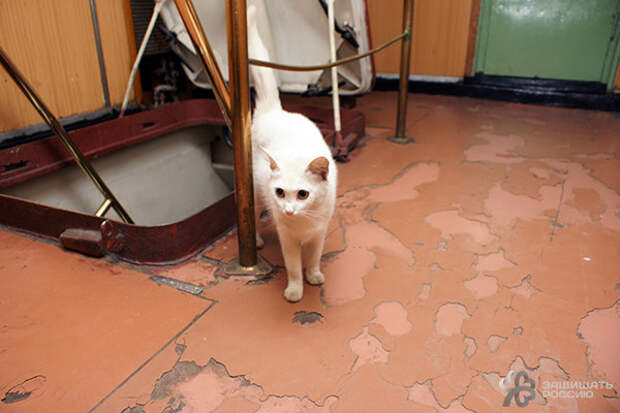 Корабельные коты: суровые и пушистые корабли, коты, кошки, флот
