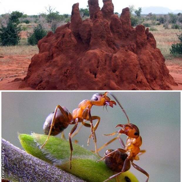 Почему нельзя разрушать муравейники?