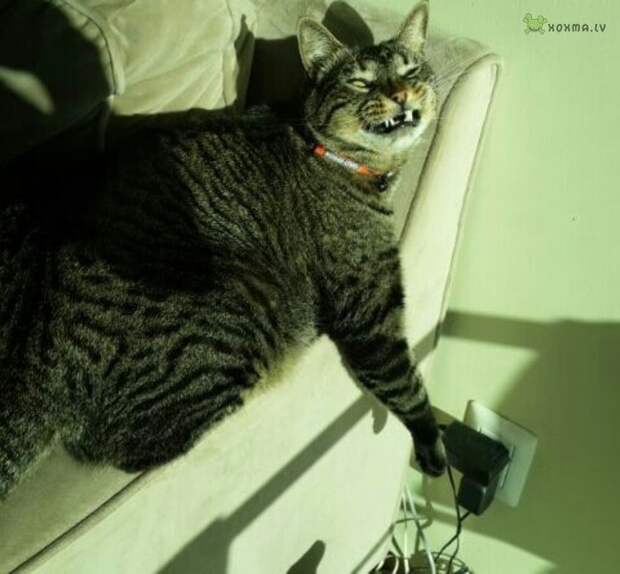 Без кота и жизнь не та