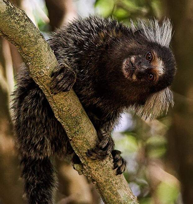 10 животных, которых можно встретить только в дождевых лесах