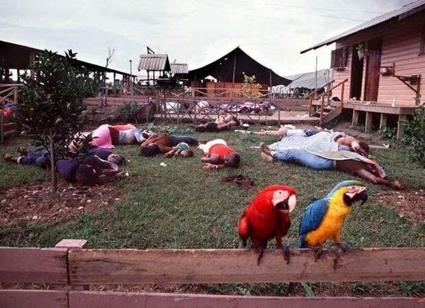 Два попугая на заборе в общине в Джонстауне, где 900 членов культа покончили с собой в 1978 году. история, события, фото