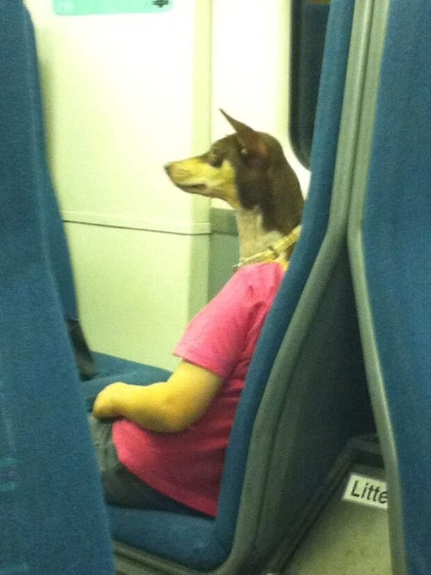 собака в автобусе