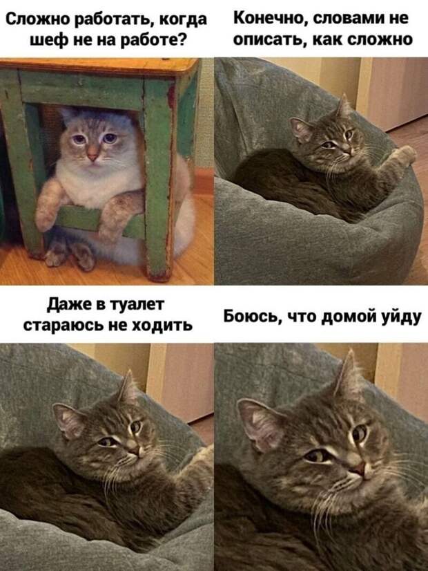 Самые удачные котомемы Рунета Самые удачные котомемы Рунета