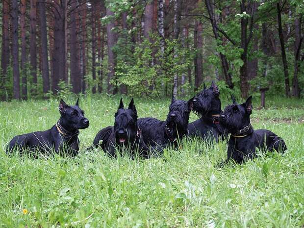 AggressiveDogs04 AggressiveDogs04 10 самых агрессивных пород собак