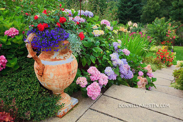 Vashon-Maury Island, WA<br /> Driscoll garden, decorative urn planted with blue lobelia & red roses with hydrangeas in the background