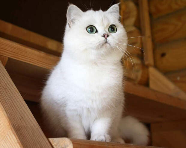 Котёнок скоттиш-страйт находился под сильным дождём, пока его не заметила девушка, которая проходила мимо