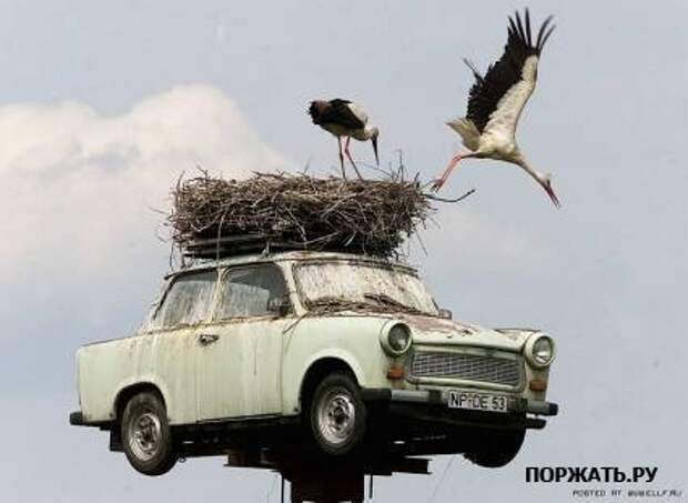 Фотоприколы смешные статусы в картинках.