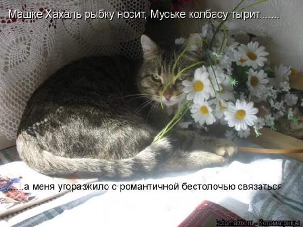 Котоматрица