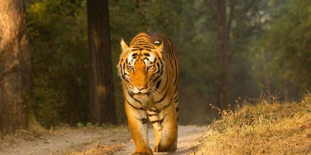 Индийский тигр совершил рекордное путешествие