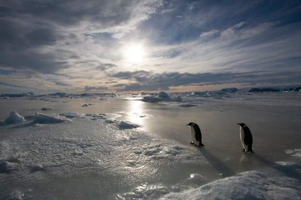 Императорские пингвины на острове Сноу Хилл Айлэнд, Антарктика антарктида, животные, пингвины, природа, факты, холод