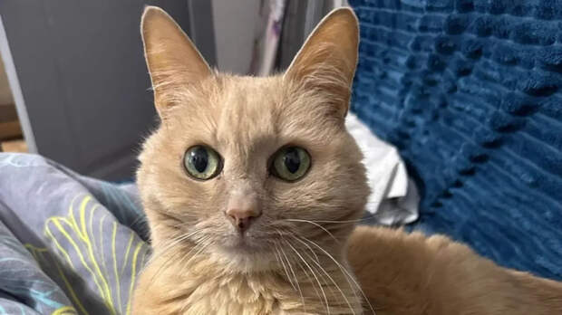 360.ru: оставленному в аэропорту Москвы 11-летнему коту Барсику ищут новый дом