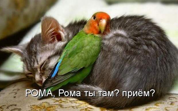 животные
