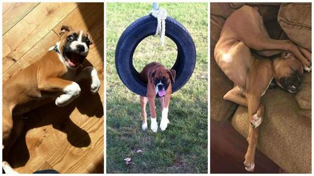 30 доказательство того, что боксёры - самые странные, но самые обалденные собаки на свете боксеры, боксёры, домашние животные, смешные фото, смешные фотографии, собаки, собаки и хозяева, четвероногие питомцы